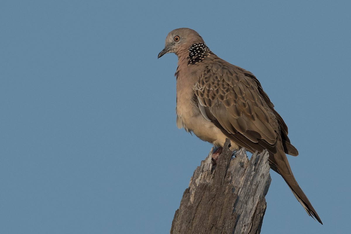 Spotted Dove - ML202696981