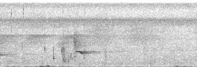 Белокрылая веерохвостка - ML202697