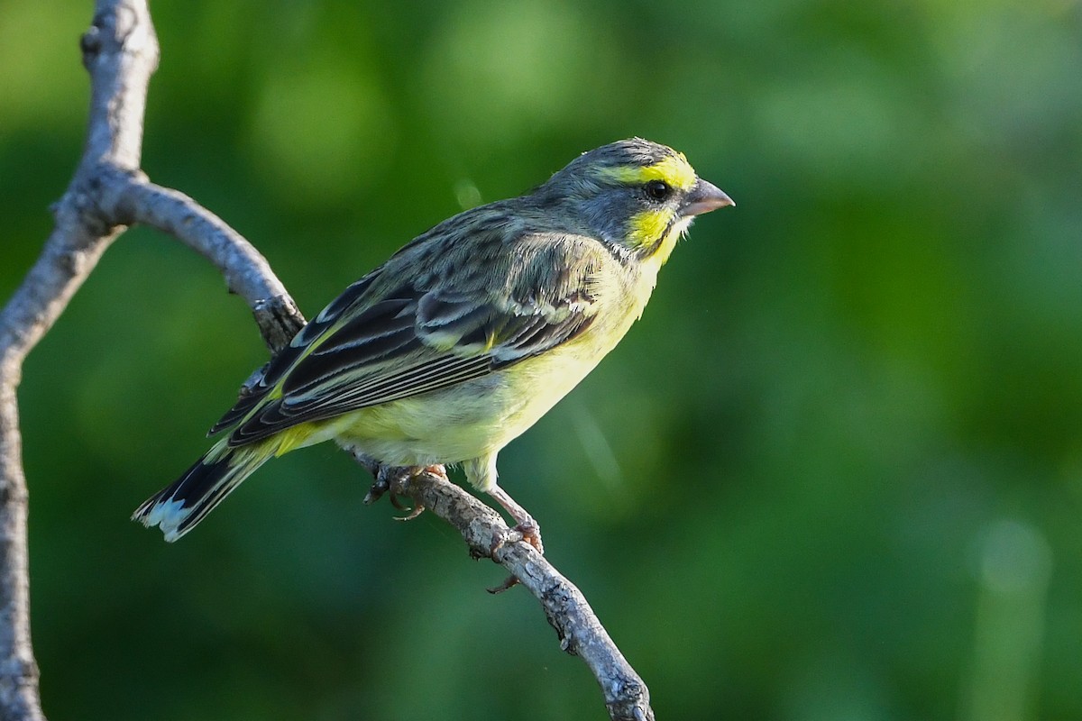 Yellow-fronted Canary - Maryse Neukomm