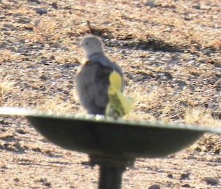 Eurasian Collared-Dove, ML202702591