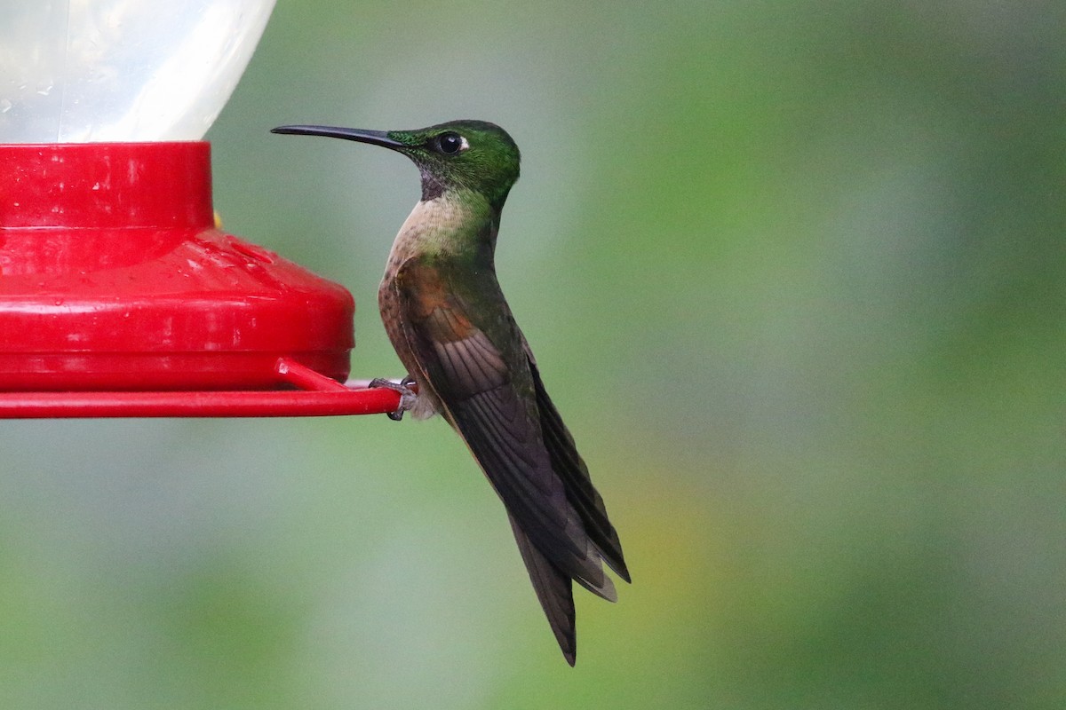 kolibřík hnědobřichý - ML202703111