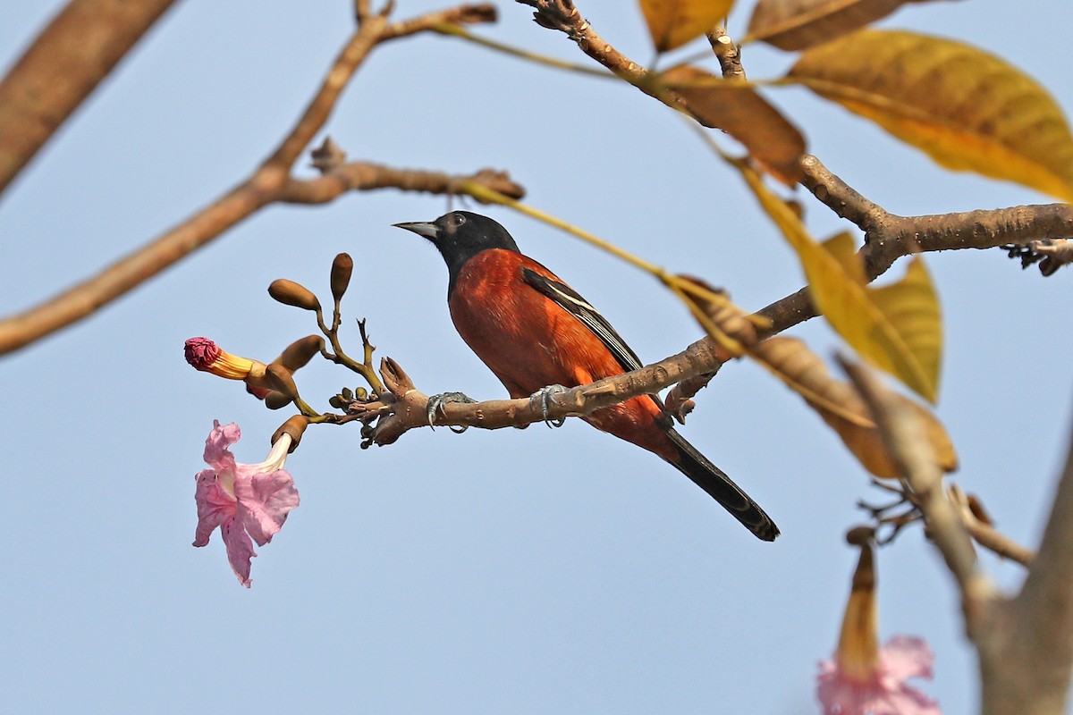 Orchard Oriole - ML202710711