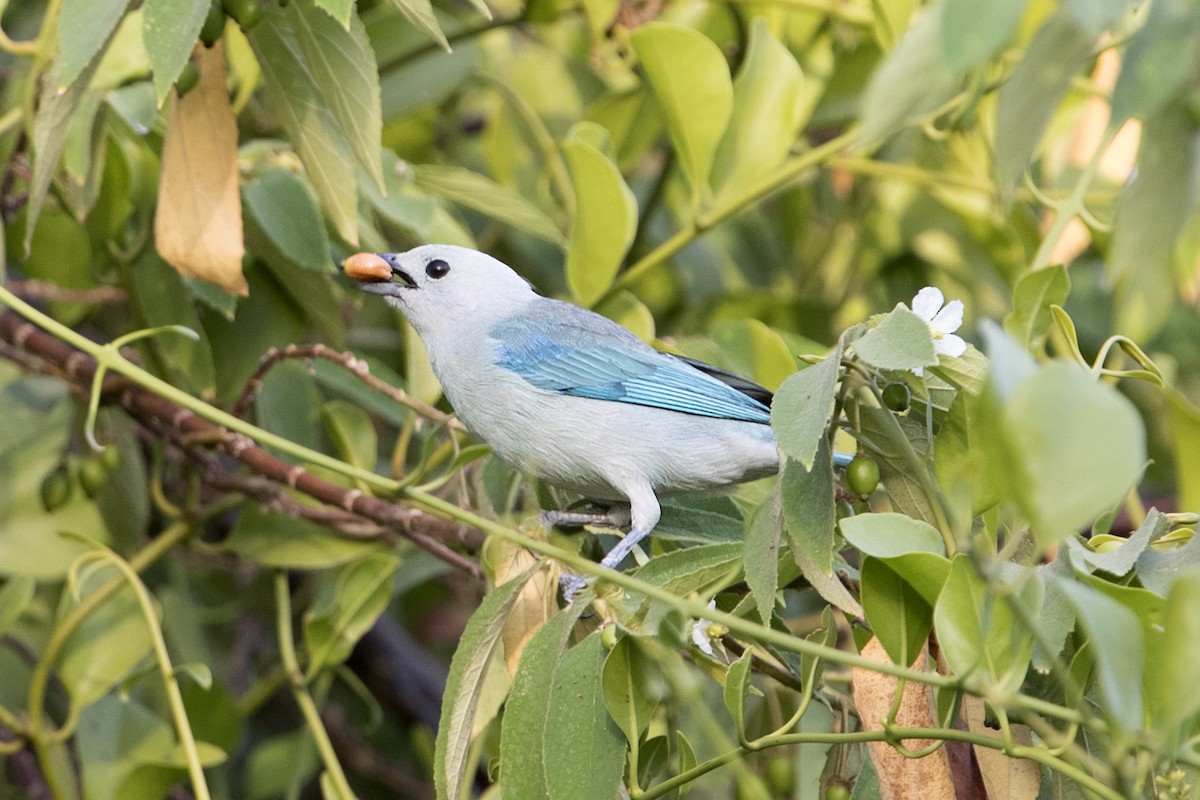 Blue-gray Tanager - ML202710721