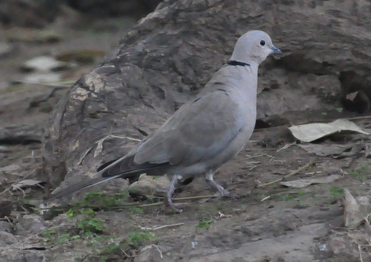 Eurasian Collared-Dove - Özgür Ekincioğlu