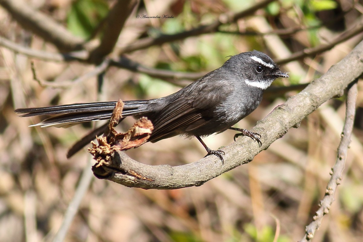 White-throated Fantail - ML202712351