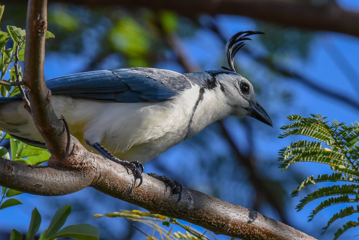 White-throated Magpie-Jay - ML202713461
