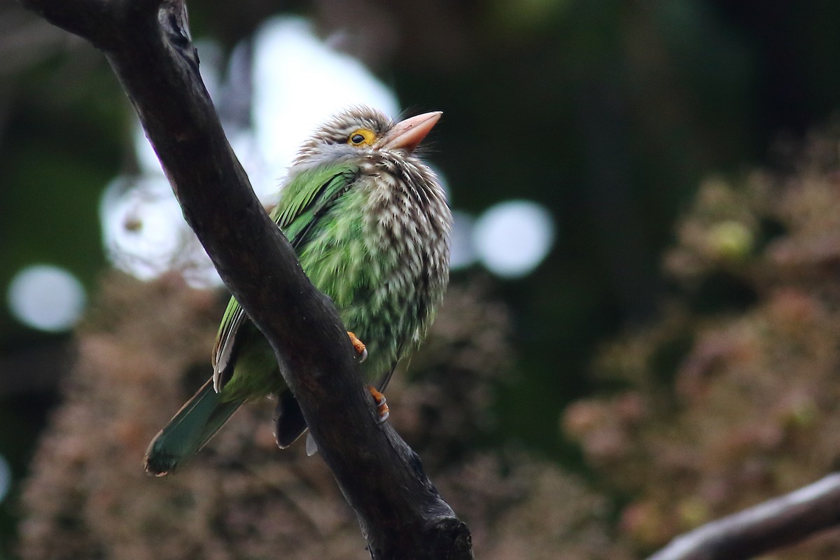Lineated Barbet - ML202716001
