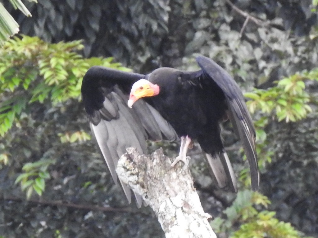 Greater Yellow-headed Vulture - ML202718291