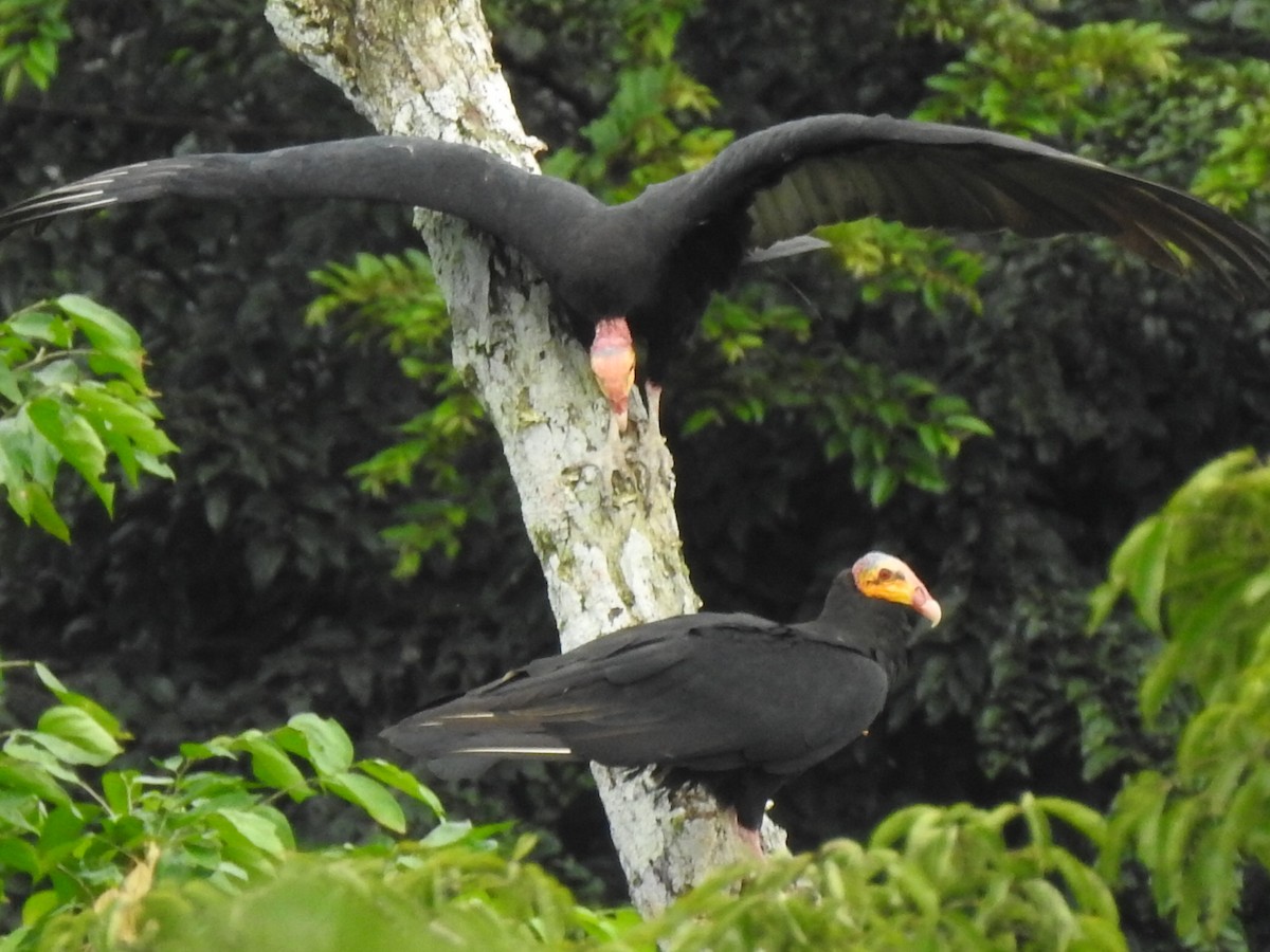 Greater Yellow-headed Vulture - ML202718301