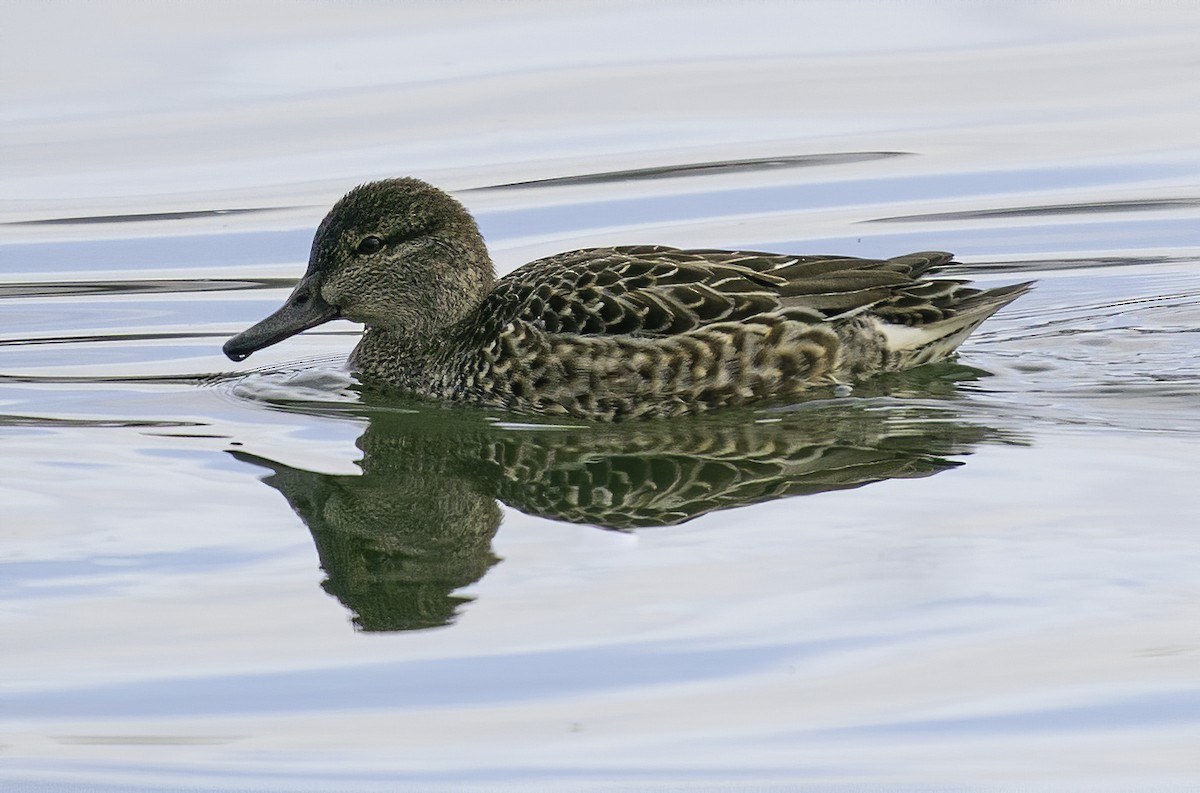 Green-winged Teal - ML202719311