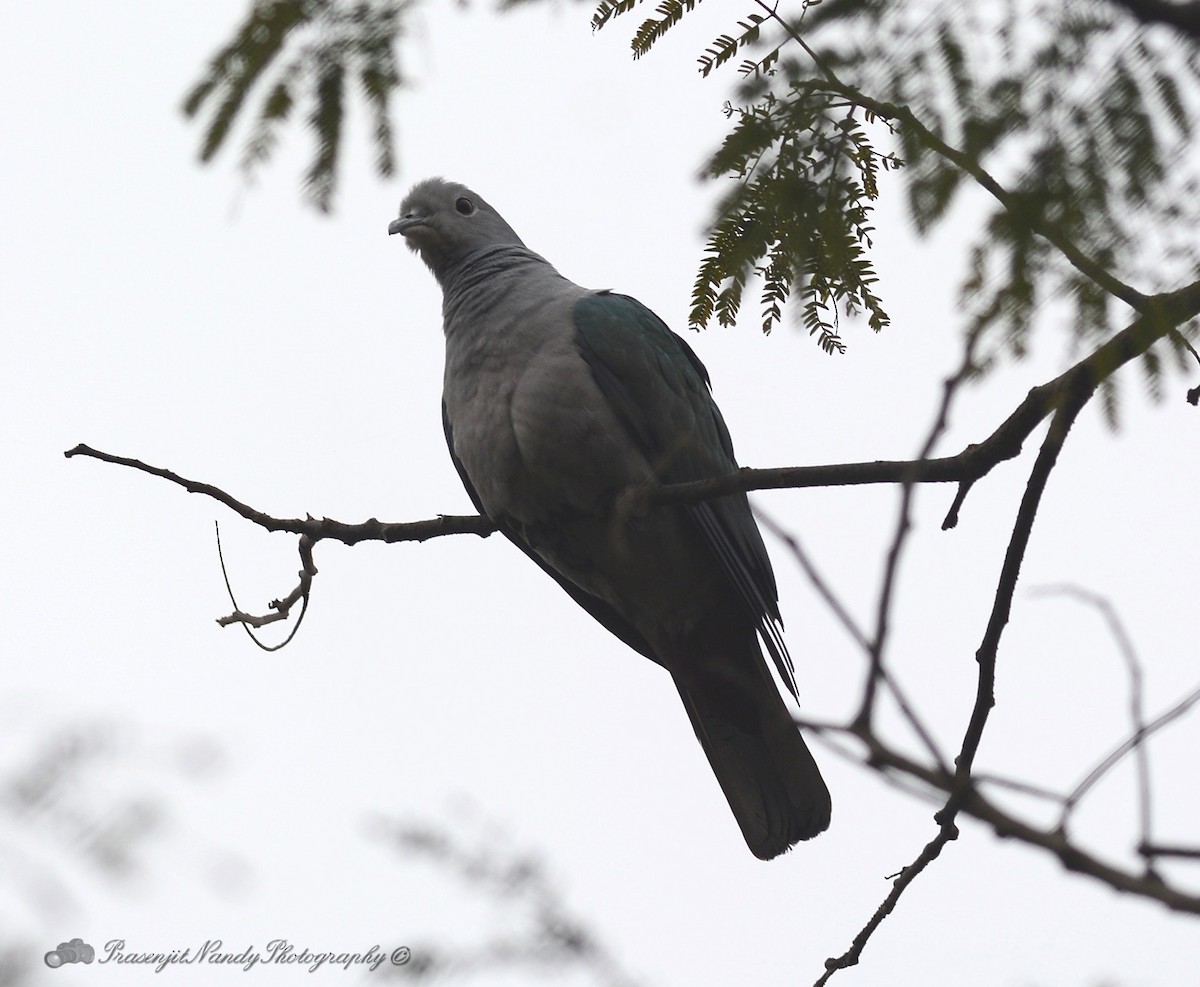 Green Imperial-Pigeon - ML202721871