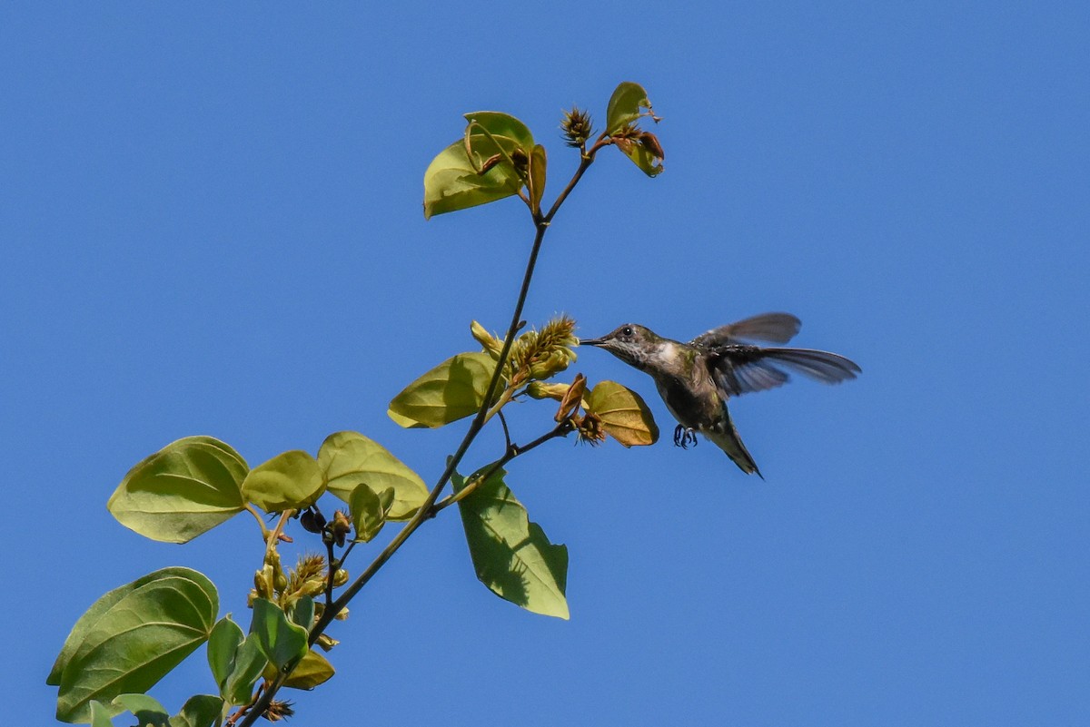 hummingbird sp. - Erik Martin