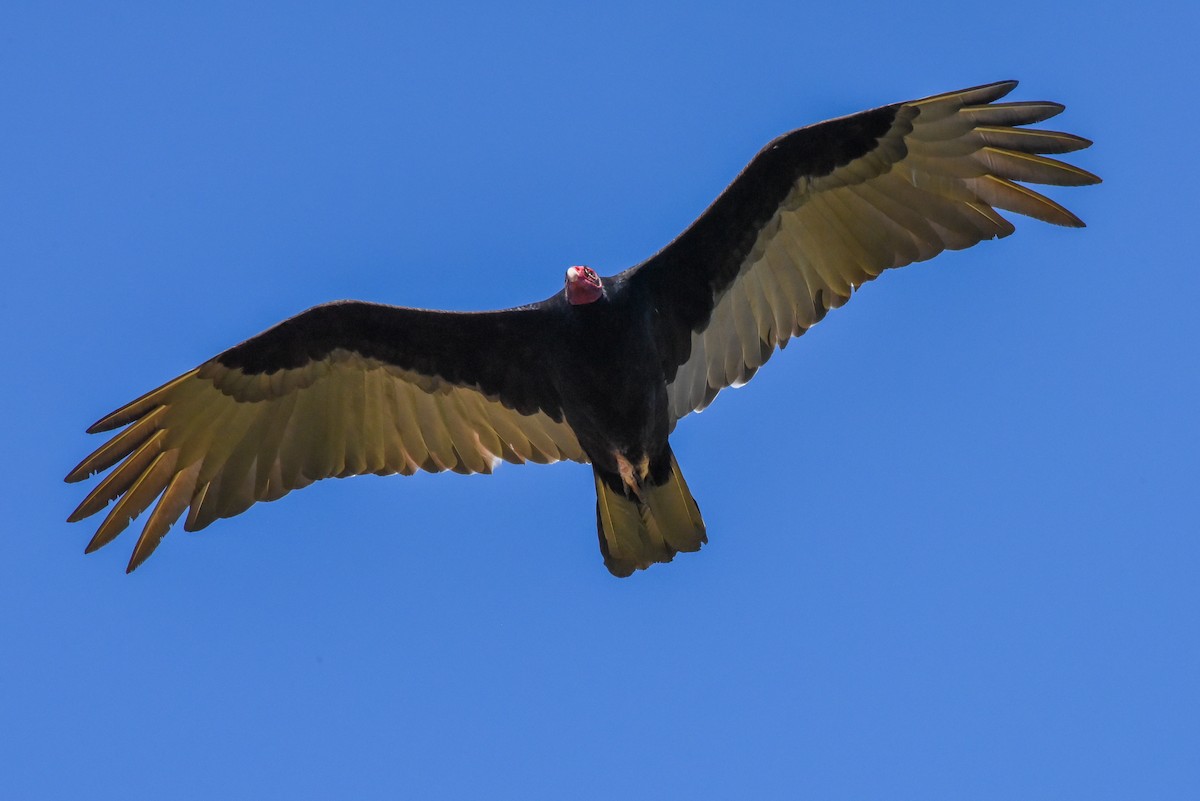 Turkey Vulture - ML202723741