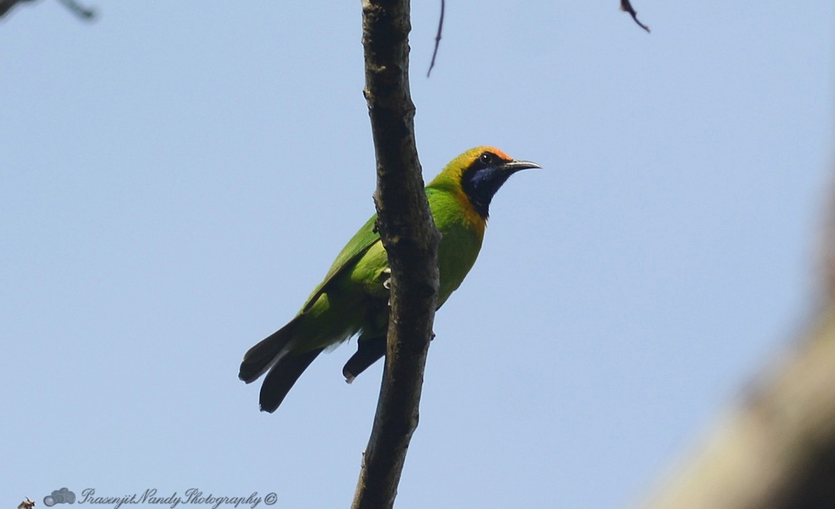 Golden-fronted Leafbird - Prasenjit Nandy