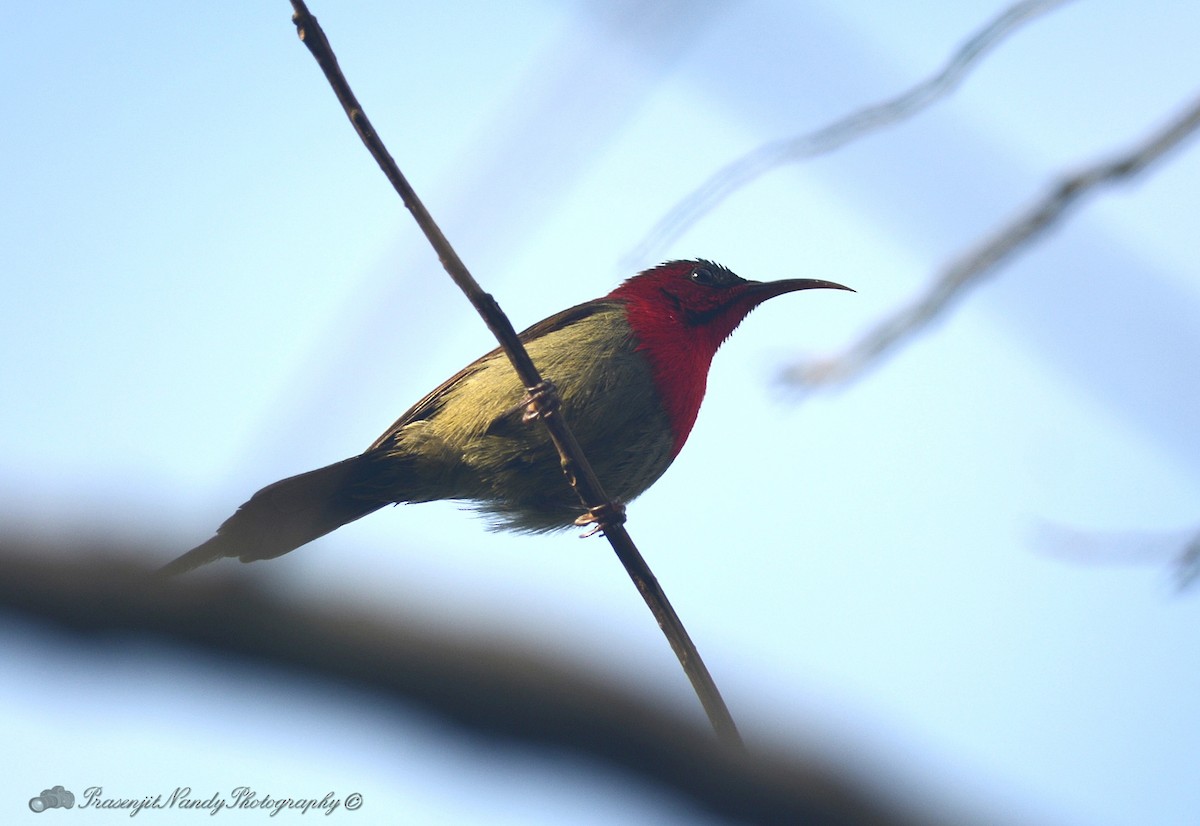 Crimson Sunbird - Prasenjit Nandy