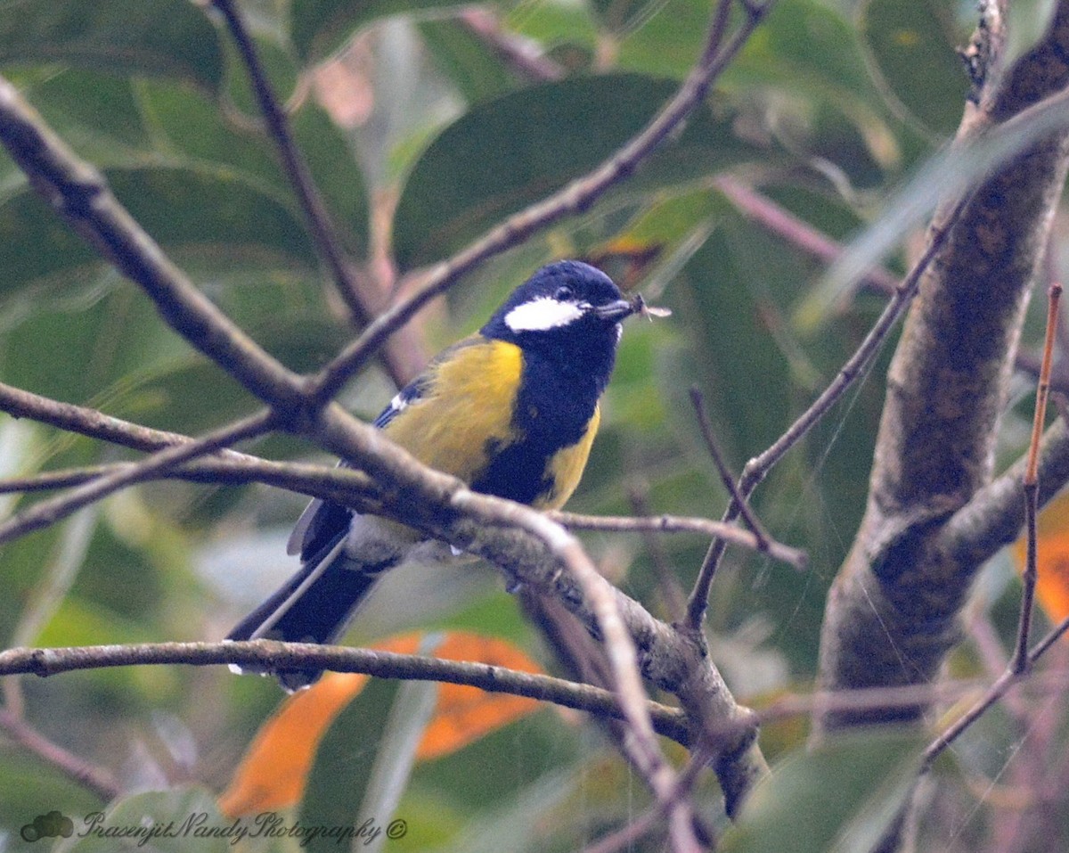 Green-backed Tit - ML202724711