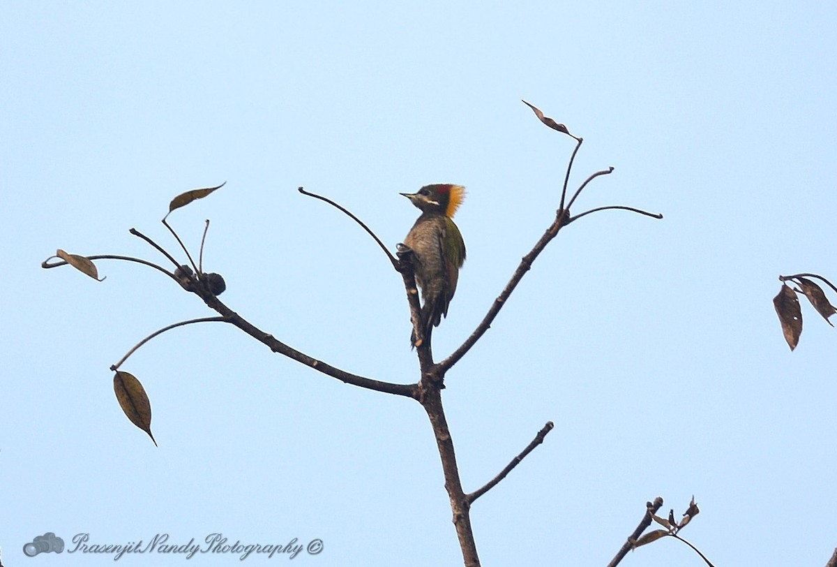 Lesser Yellownape - Prasenjit Nandy