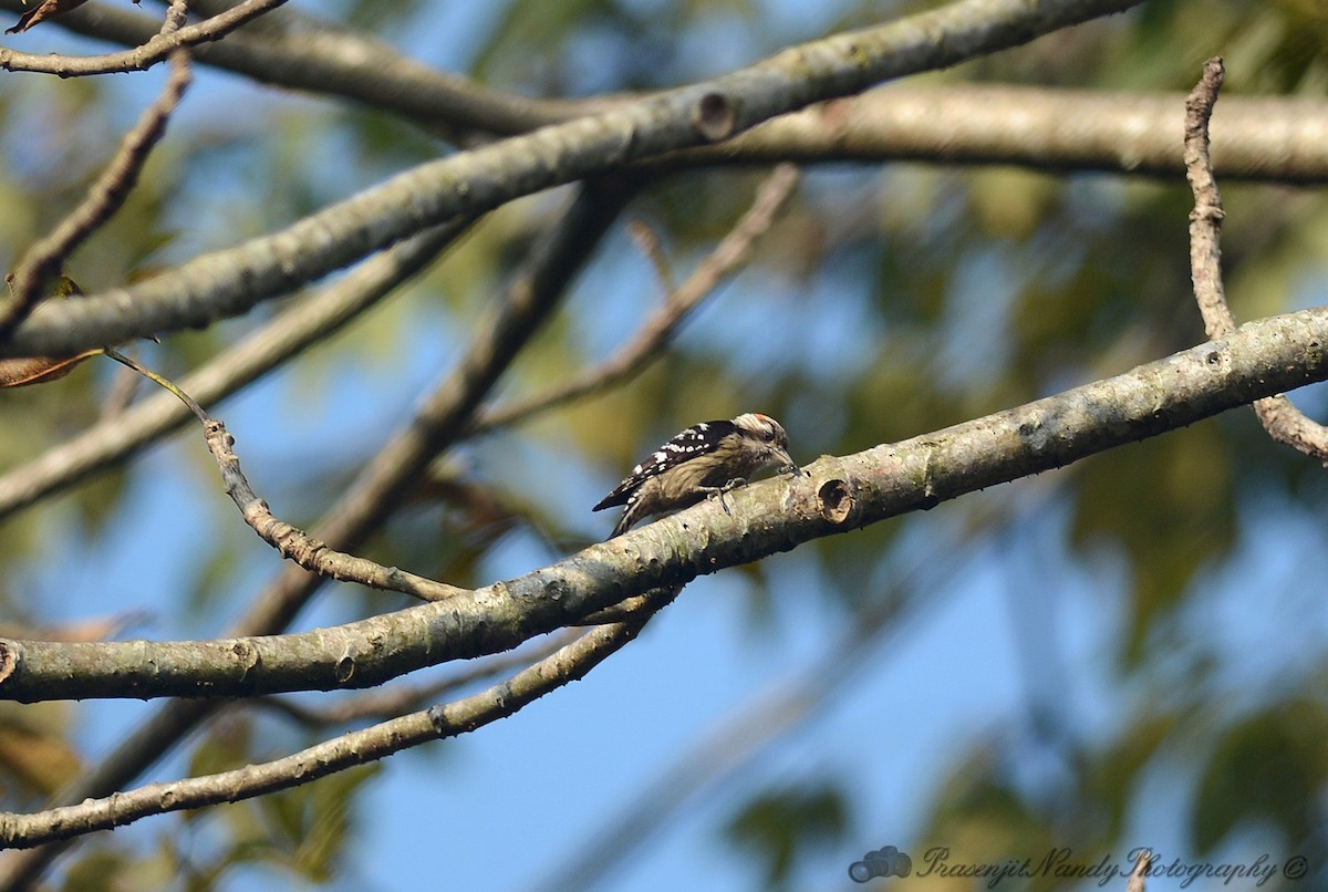 Brown-capped/Gray-capped Pygmy Woodpecker - ML202725081