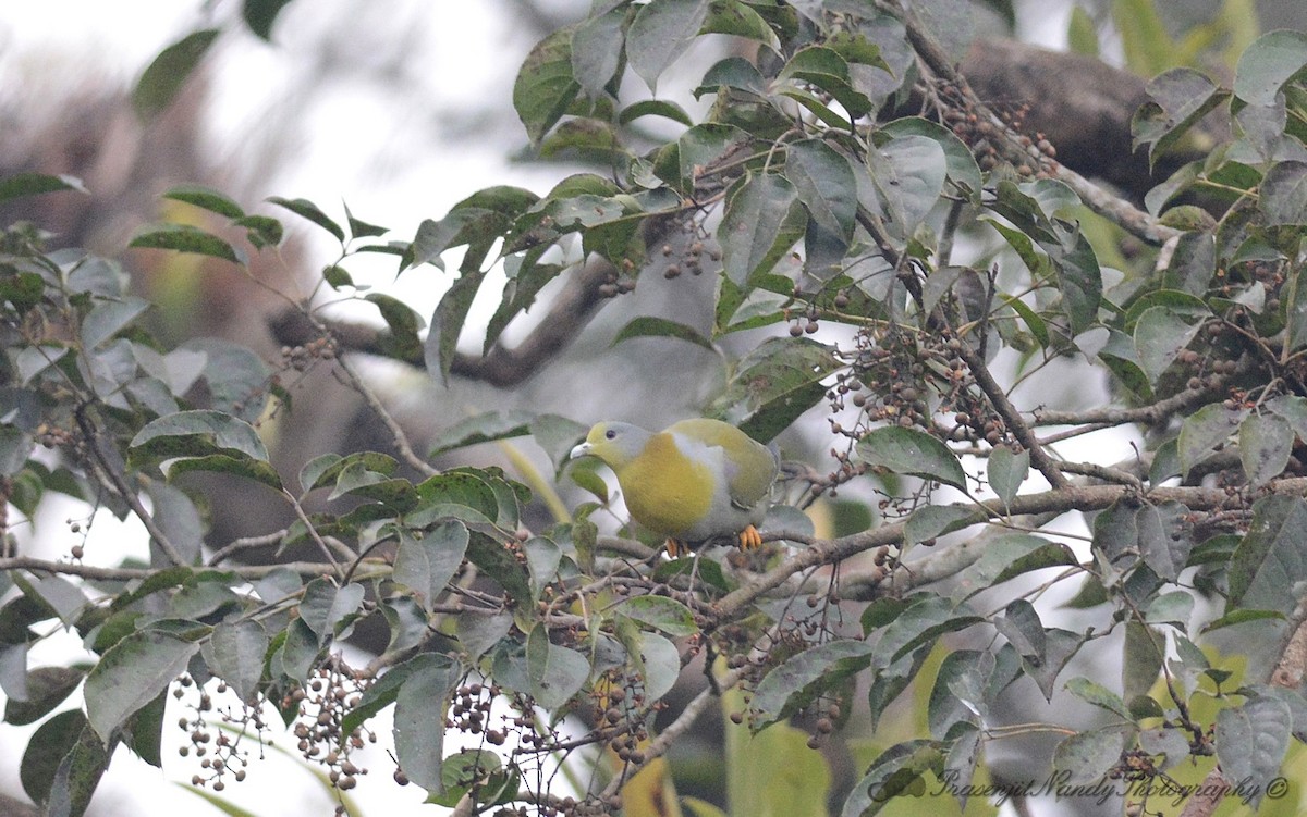 Yellow-footed Green-Pigeon - Prasenjit Nandy