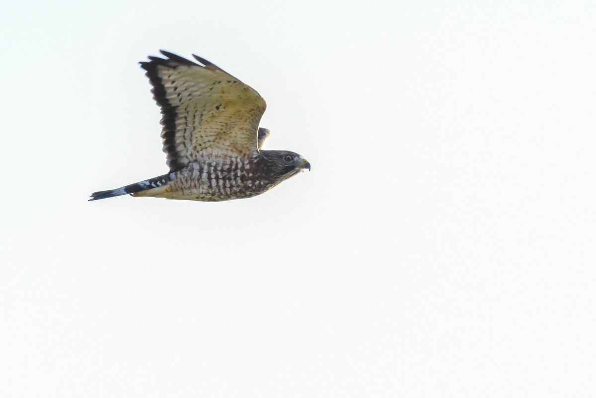 Broad-winged Hawk - ML202725591