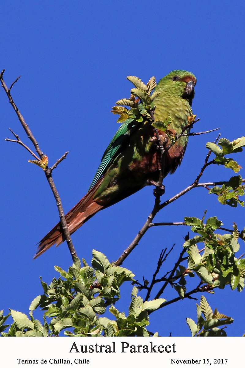 Austral Parakeet - William Parkin