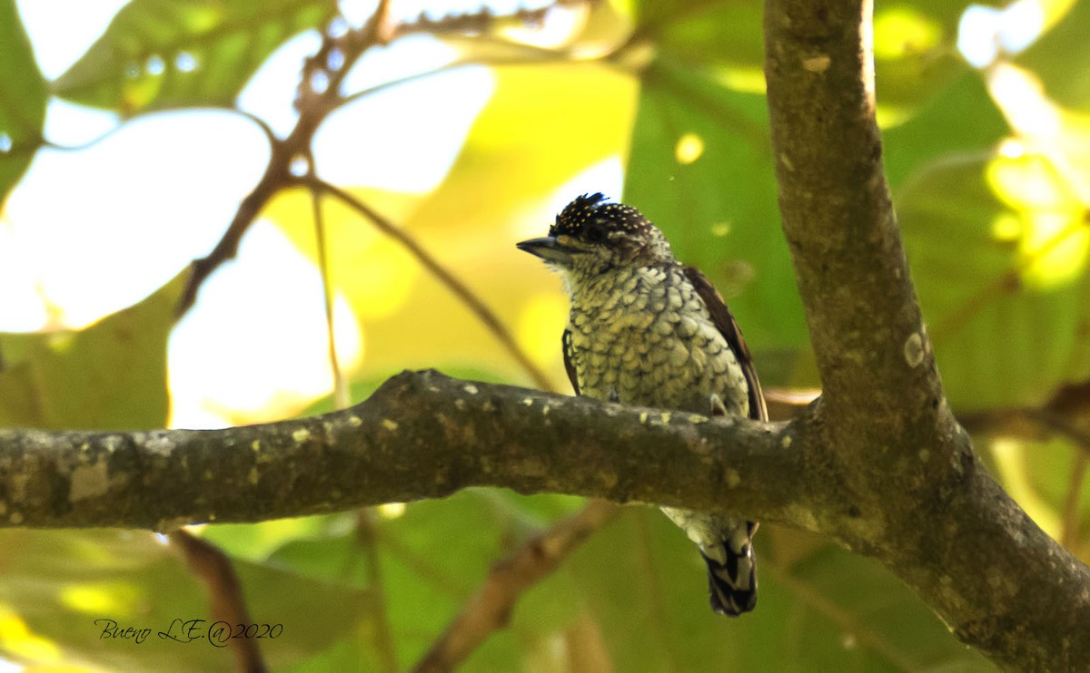 Scaled Piculet - ML202726411