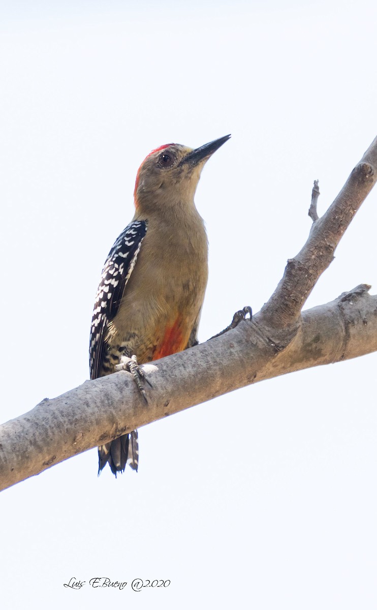 Red-crowned Woodpecker - LUIS ENRIQUE BUENO