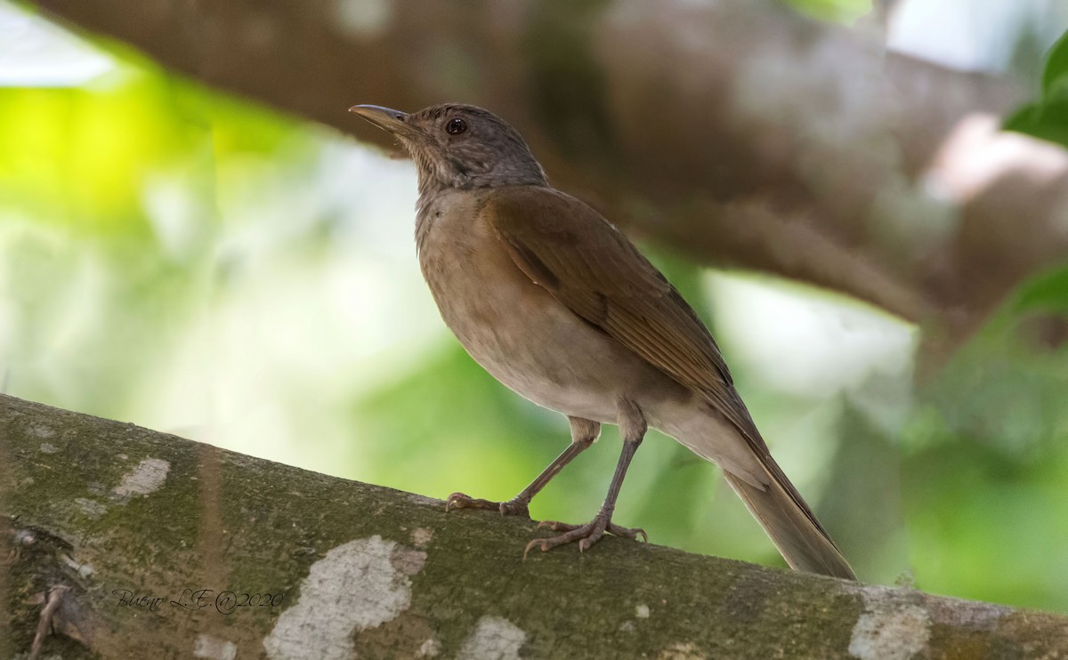 Pale-breasted Thrush - LUIS ENRIQUE BUENO