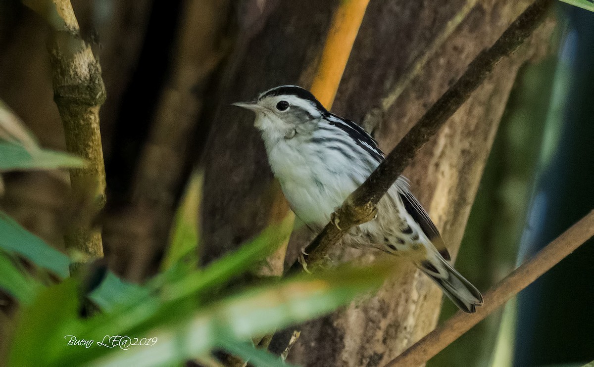 Black-and-white Warbler - ML202727481