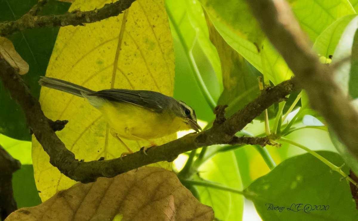 Golden-crowned Warbler (Cabanis's) - ML202727891