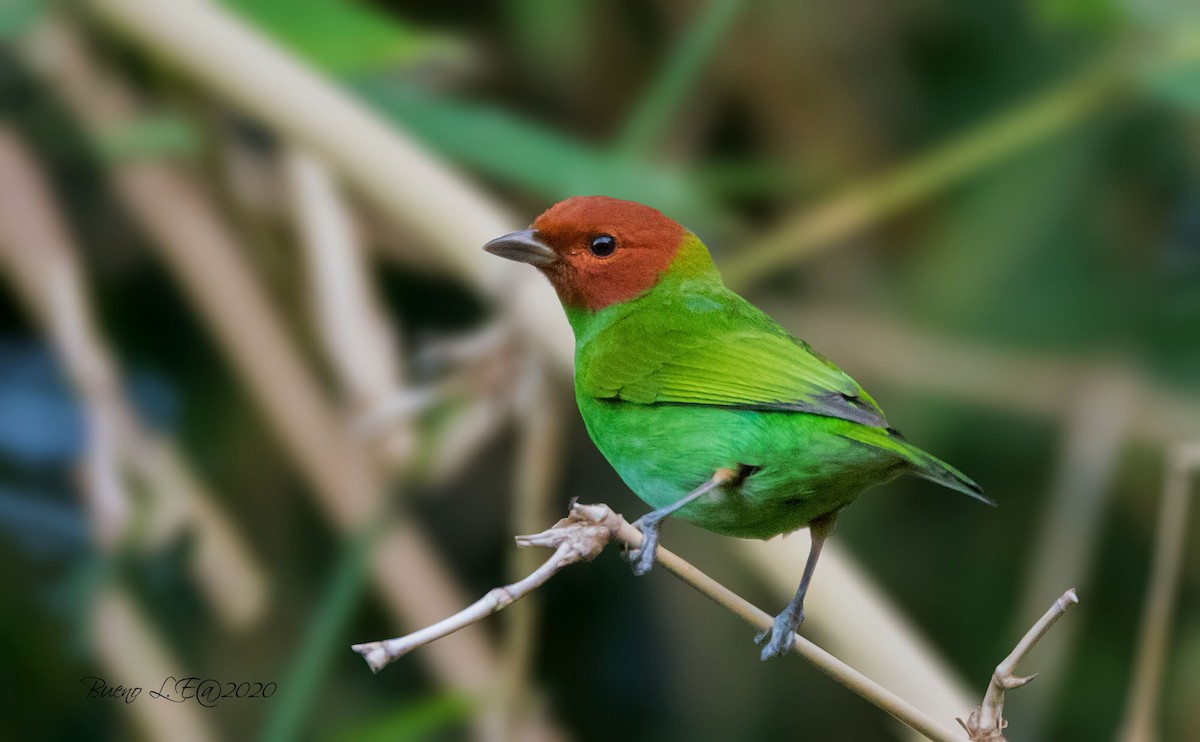 Bay-headed Tanager - ML202727981