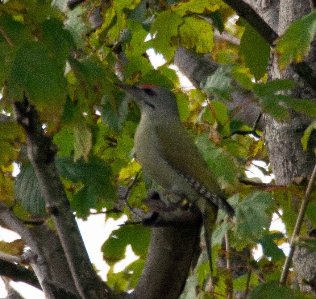 Gray-headed Woodpecker - ML202729231