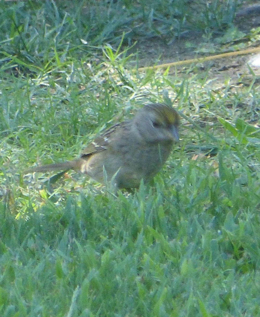 Golden-crowned Sparrow - Howard King