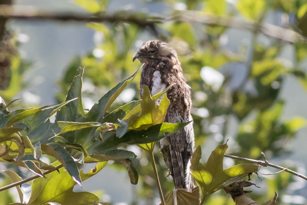 Andean Potoo - ML202731151