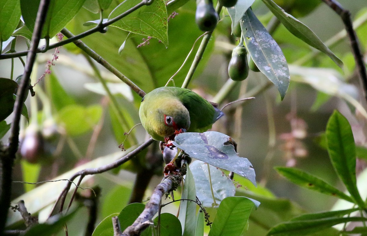Blue-fronted Parrotlet - ML202731201