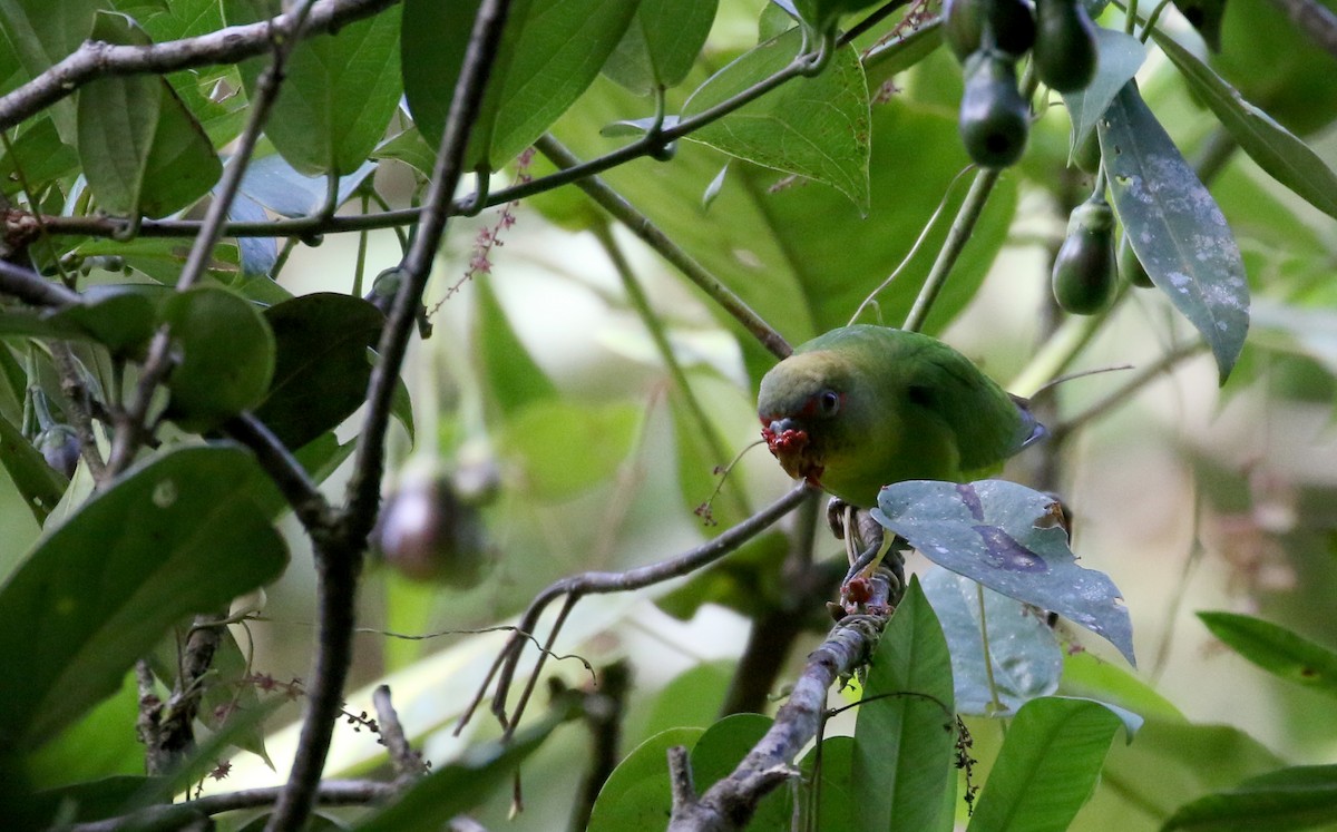 Blue-fronted Parrotlet - ML202731231