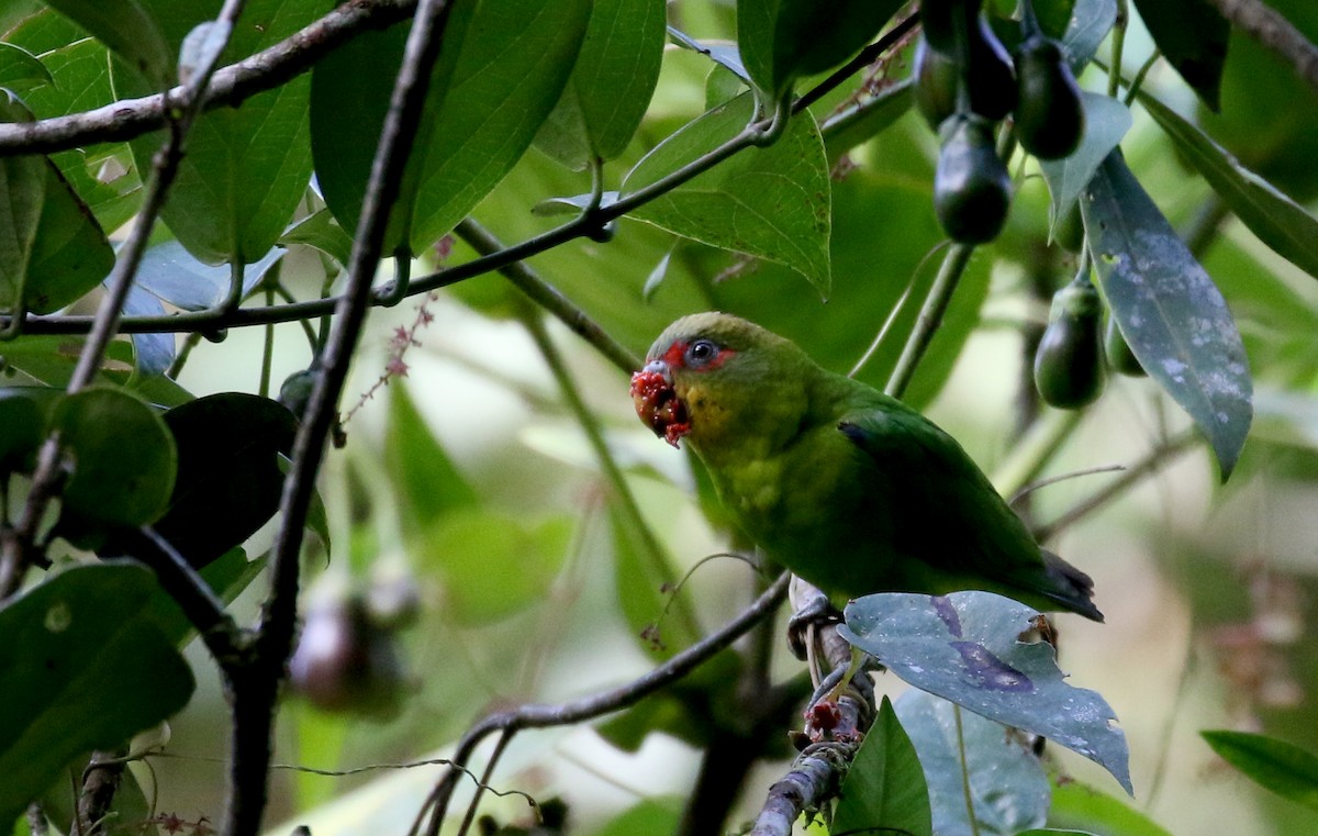 Blue-fronted Parrotlet - ML202731281