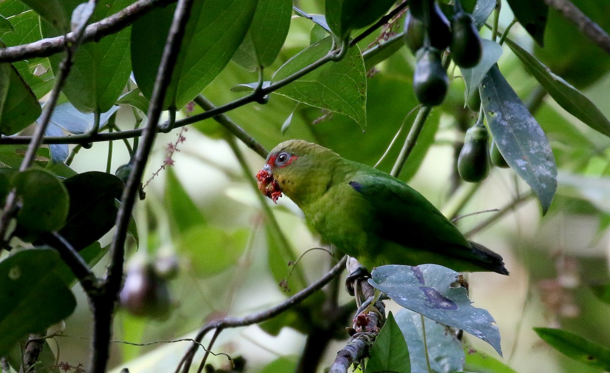 Blue-fronted Parrotlet - ML202731291
