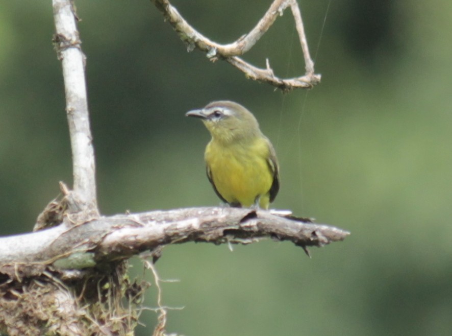 Brown-capped Tyrannulet - ML202731741