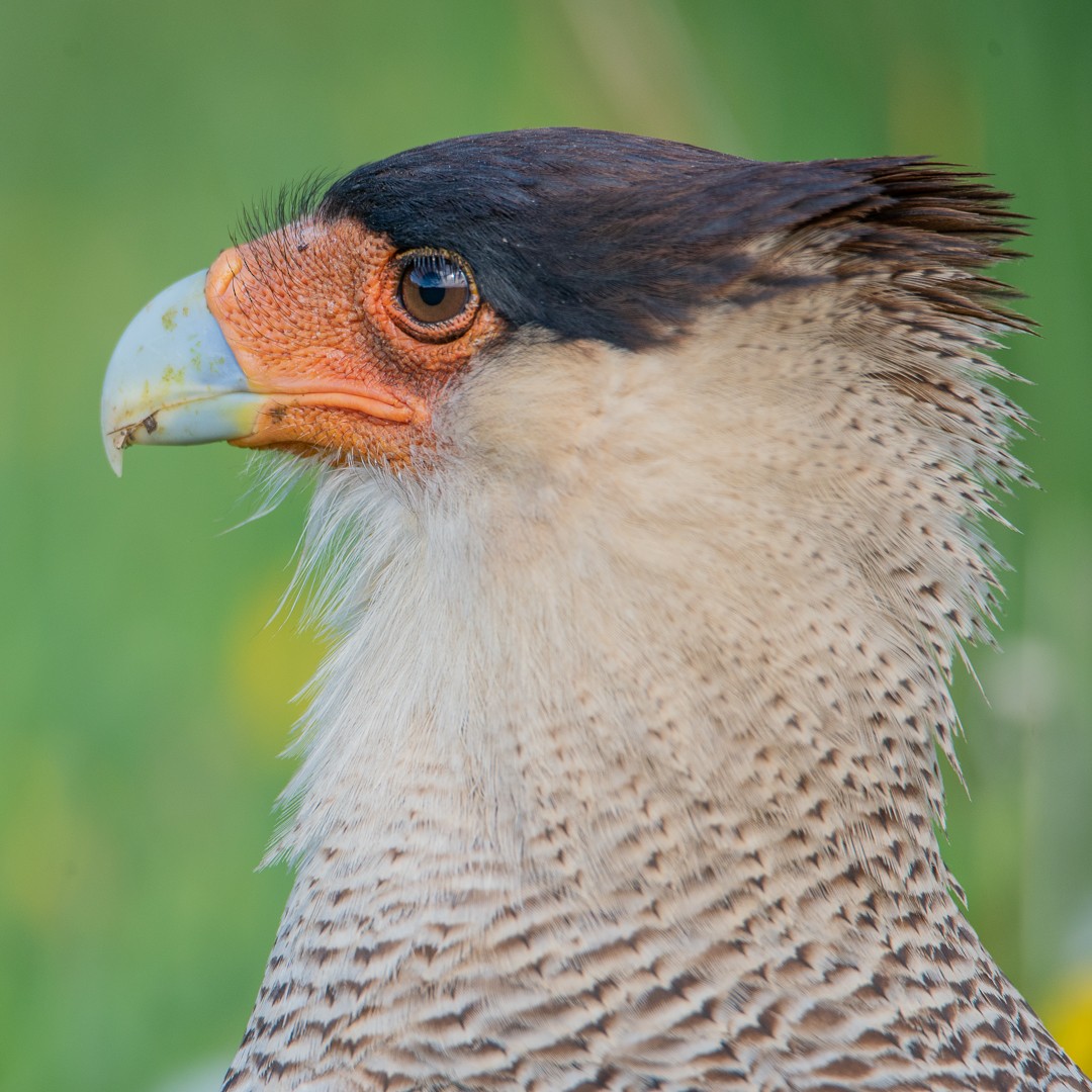 Crested Caracara (Southern) - ML202733881