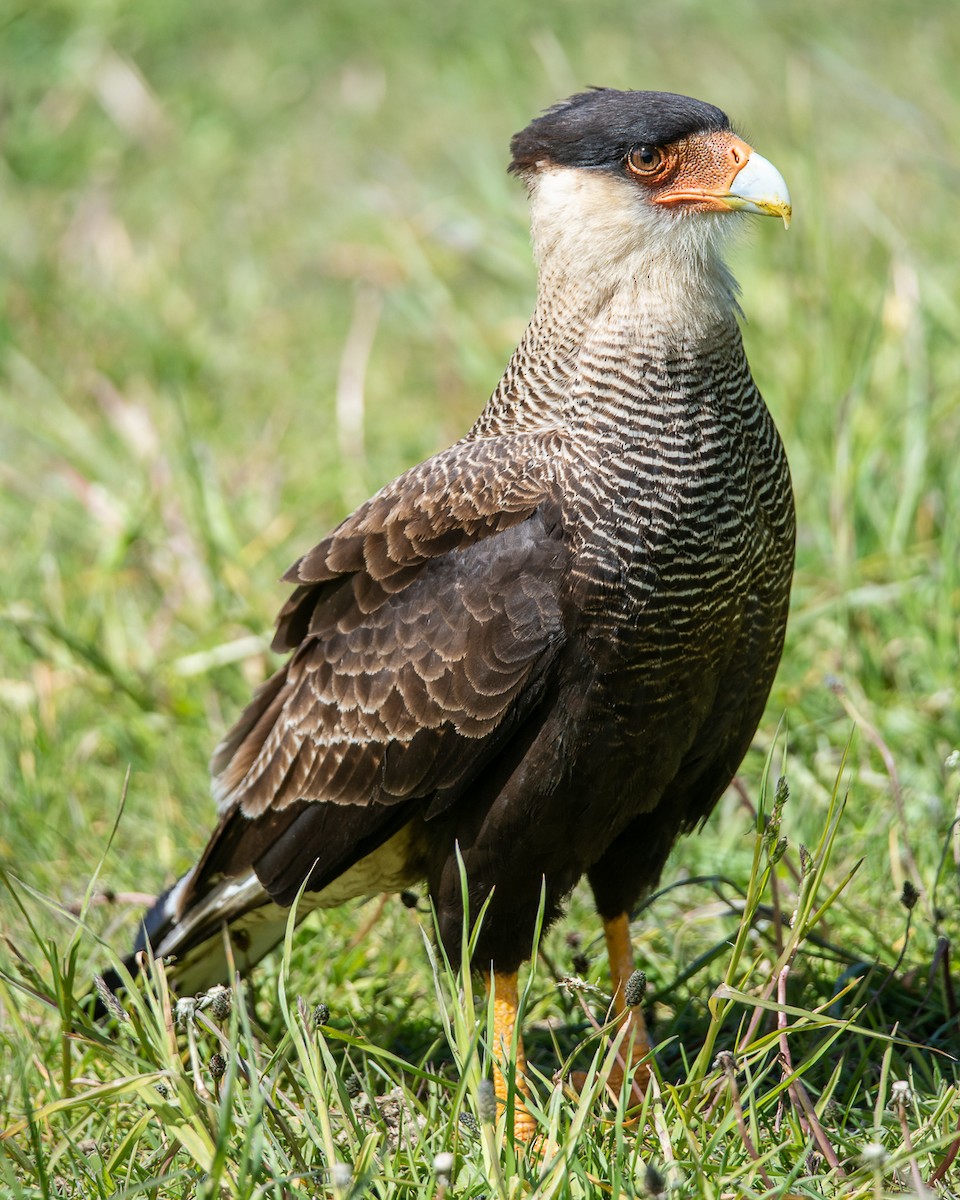 Crested Caracara (Southern) - ML202733891