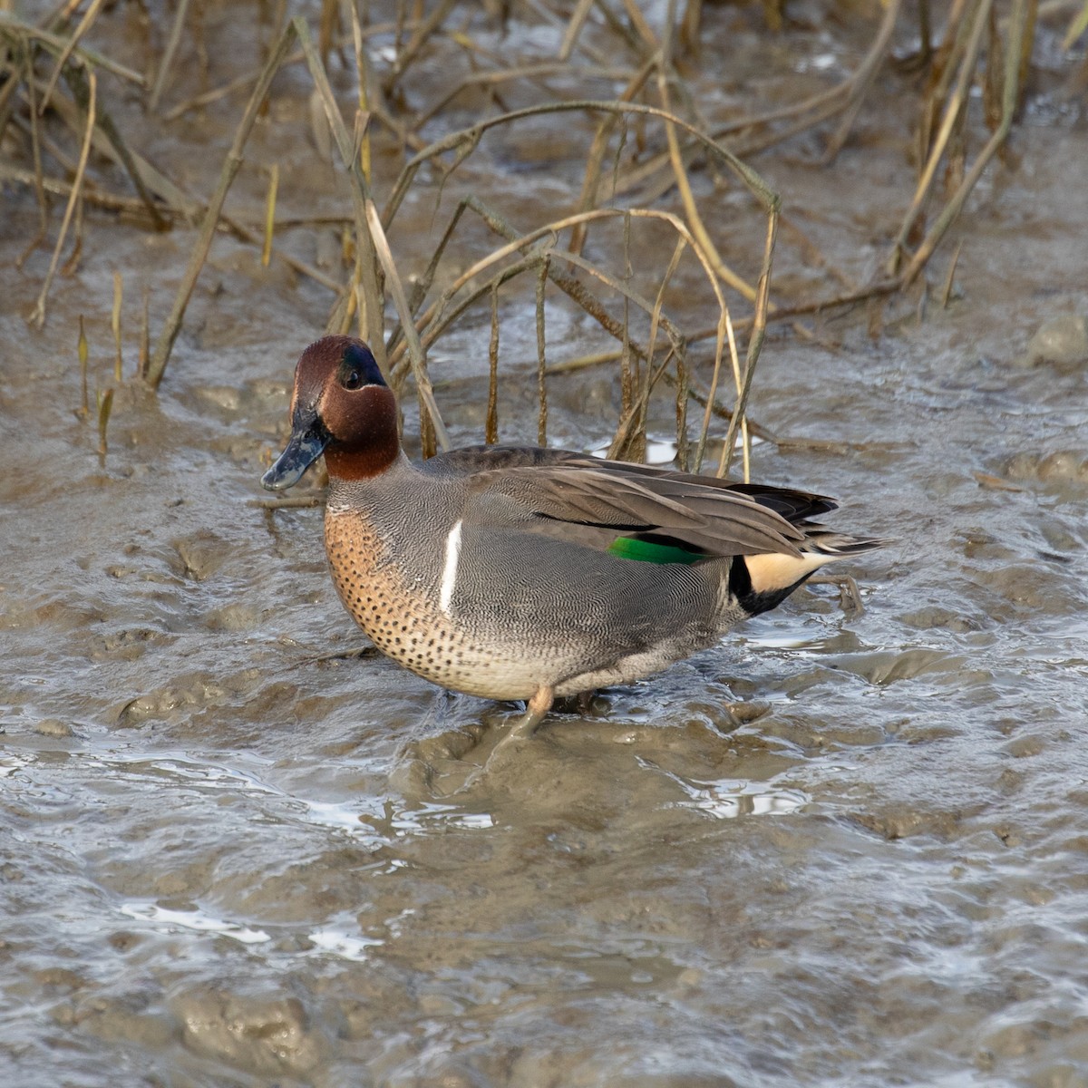 Green-winged Teal - ML202736141