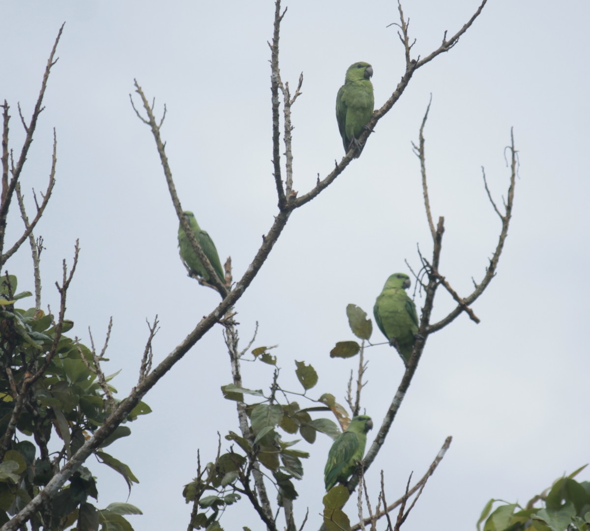 Short-tailed Parrot - ML202736331
