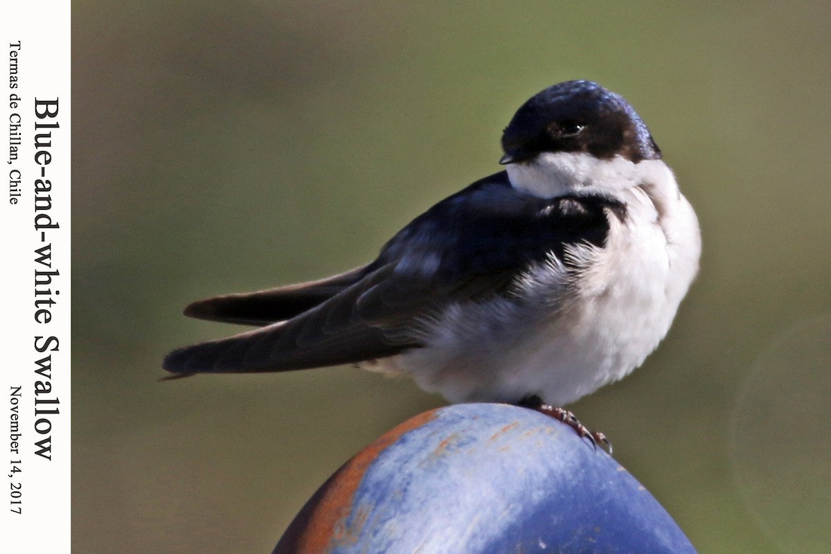 Blue-and-white Swallow - William Parkin