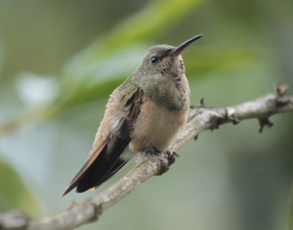 Chestnut-bellied Hummingbird - ML202739601