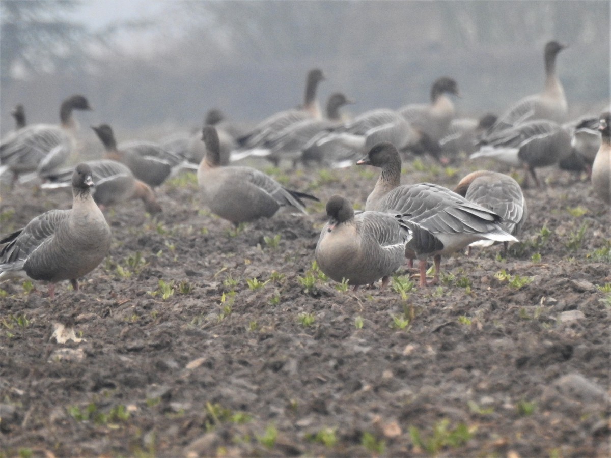 Pink-footed Goose - ML202746231