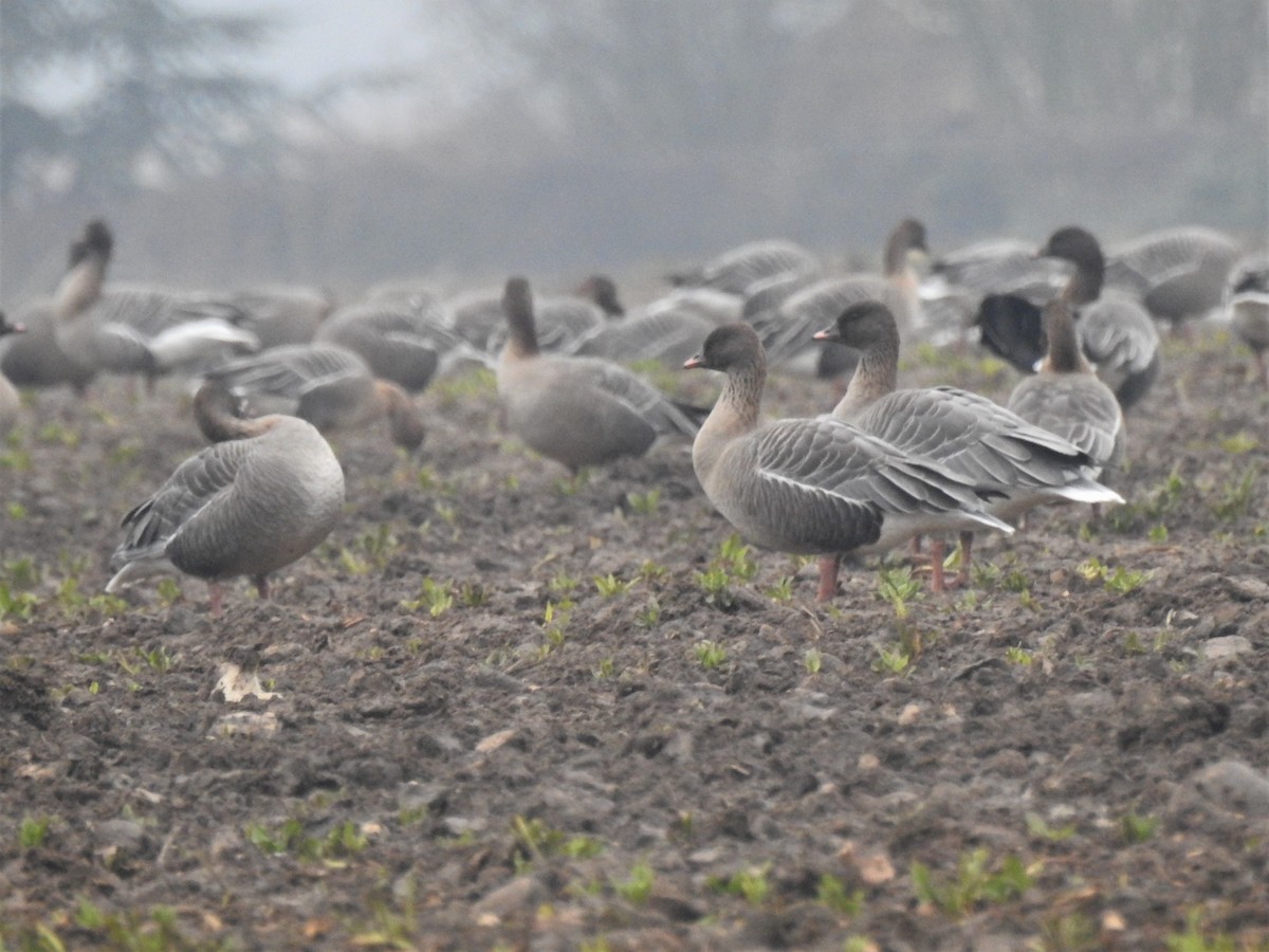 Pink-footed Goose - ML202746351