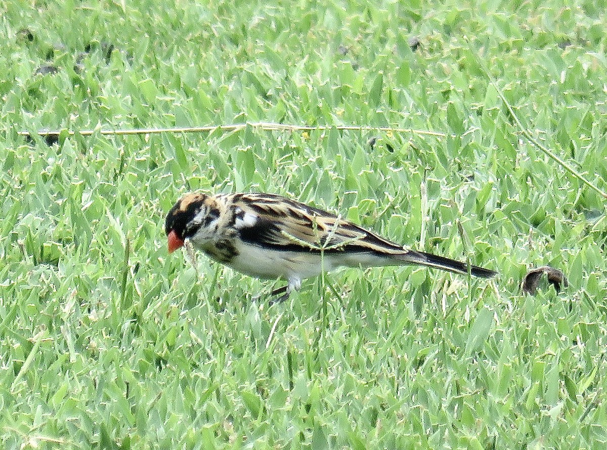 Pin-tailed Whydah - ML202747301