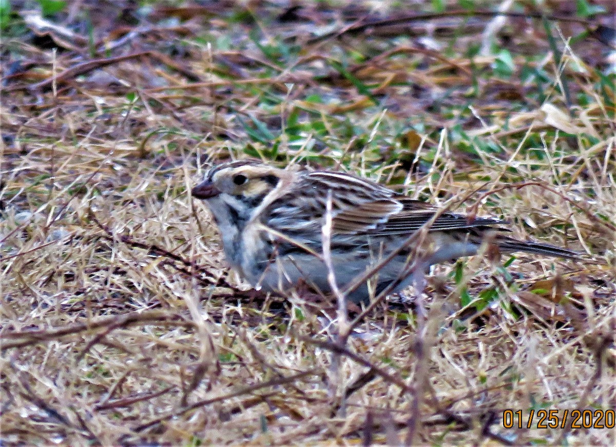 Lapland Longspur - dave chase