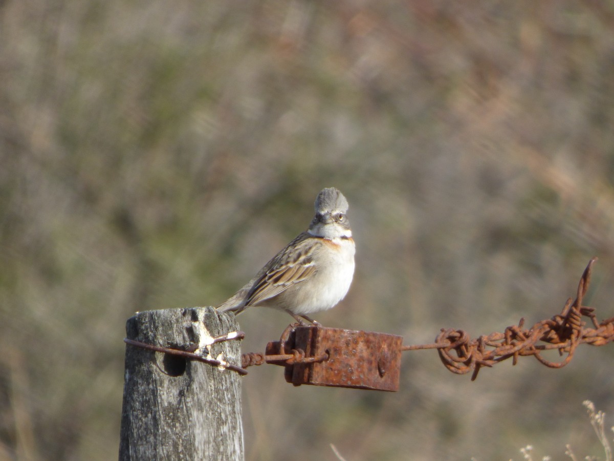 Rufous-collared Sparrow - ML202755991